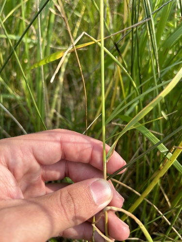 Image of Calamagrostis stricta by (c) Henrique Pacheco, some rights reserved (CC BY)