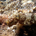 Elegant Cuttlefish - Photo Nanosanchez, no known copyright restrictions (public domain)