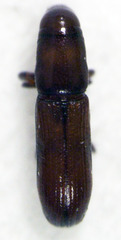 Macrorhyncolus littoralis