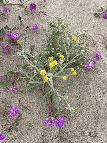 Image of Baileya pauciradiata by no rights reserved