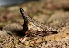 Thelia bimaculata