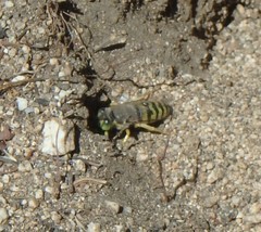 Bembix americana comata