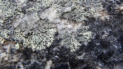 Arctoparmelia separata