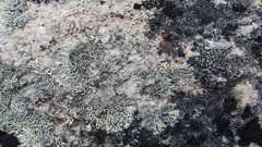Arctoparmelia separata
