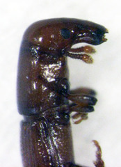 Macrorhyncolus littoralis