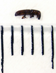 Macrorhyncolus littoralis