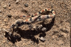 Sonora annulata