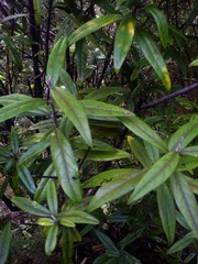 Corokia buddleioides buddleioides