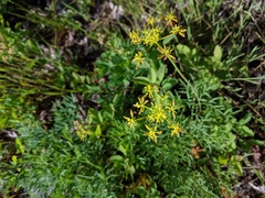 Lomatium brandegeei