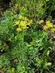 Lomatium brandegeei