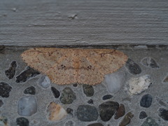 Perixera illepidaria