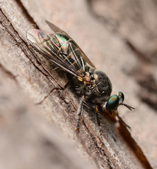 Atomosia melanopogon