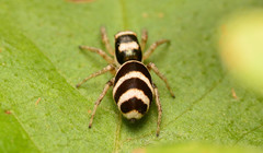 Salticus austinensis