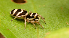 Salticus austinensis