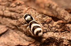 Salticus austinensis