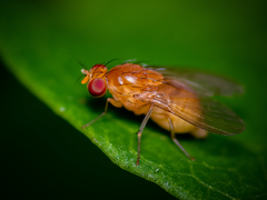 Diptera