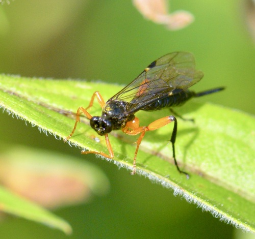 Pimpla pedalis photo 3