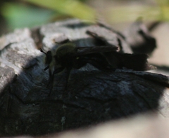 Laphria virginica
