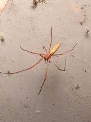 Tetragnatha versicolor