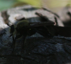 Laphria virginica