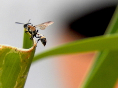 Polybia occidentalis