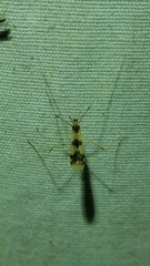 Erioptera venusta