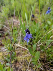 Veronica cusickii