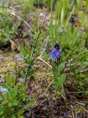 Veronica cusickii
