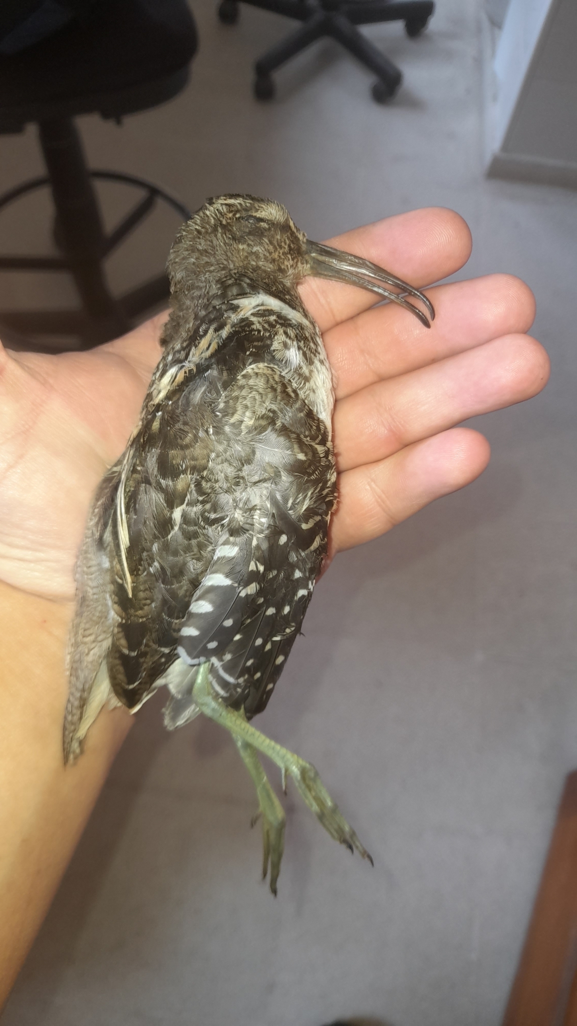 South American Painted-snipe (Nycticryphes semicollaris), photo 4