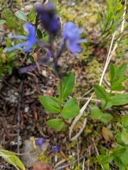 Veronica cusickii