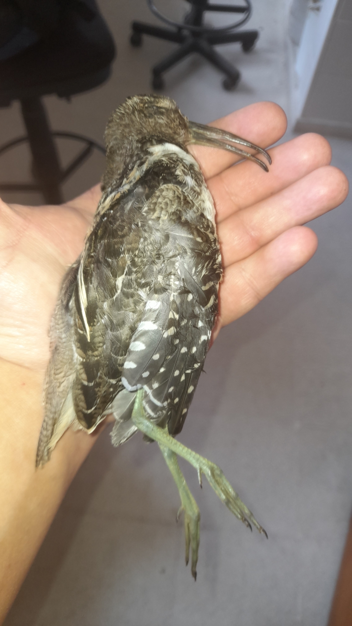 South American Painted-snipe (Nycticryphes semicollaris), photo 5
