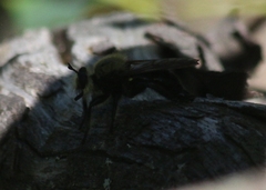 Laphria virginica