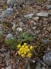 Lomatium brandegeei