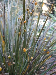 Libertia peregrinans