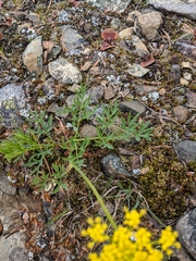 Lomatium brandegeei
