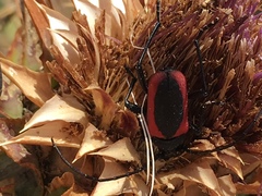 Purpuricenus kaehleri