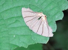 Orudiza protheclaria