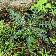 Cirsium palustre