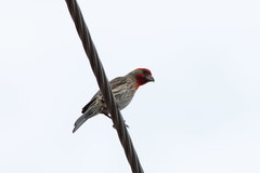 Haemorhous mexicanus