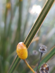 Libertia peregrinans