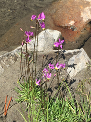Primula tetrandra