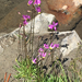 Alpine Shooting Star - Photo (c) mkc94110, some rights reserved (CC BY-NC), uploaded by mkc94110