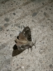 Dendrolimus superans