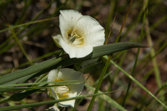 Calochortus subalpinus