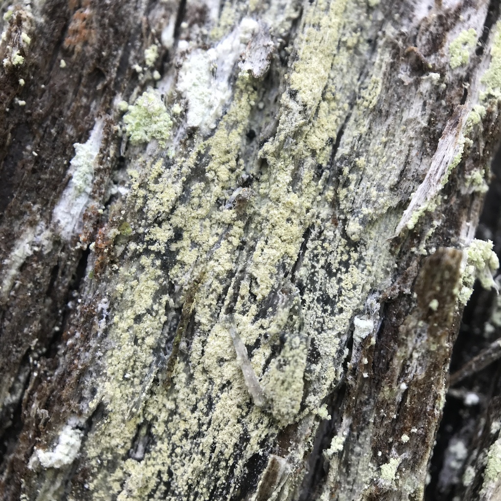 Lecidella subviridis