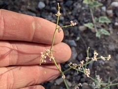 Eriogonum rotundifolium