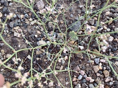 Eriogonum rotundifolium