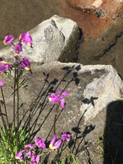 Primula tetrandra