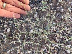 Eriogonum rotundifolium