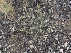 Eriogonum rotundifolium